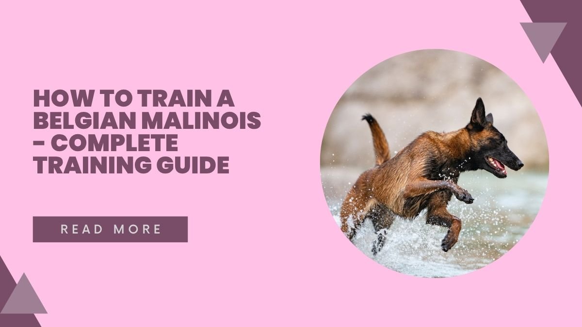 How to Train a Belgian Malinois - Complete Training Guide