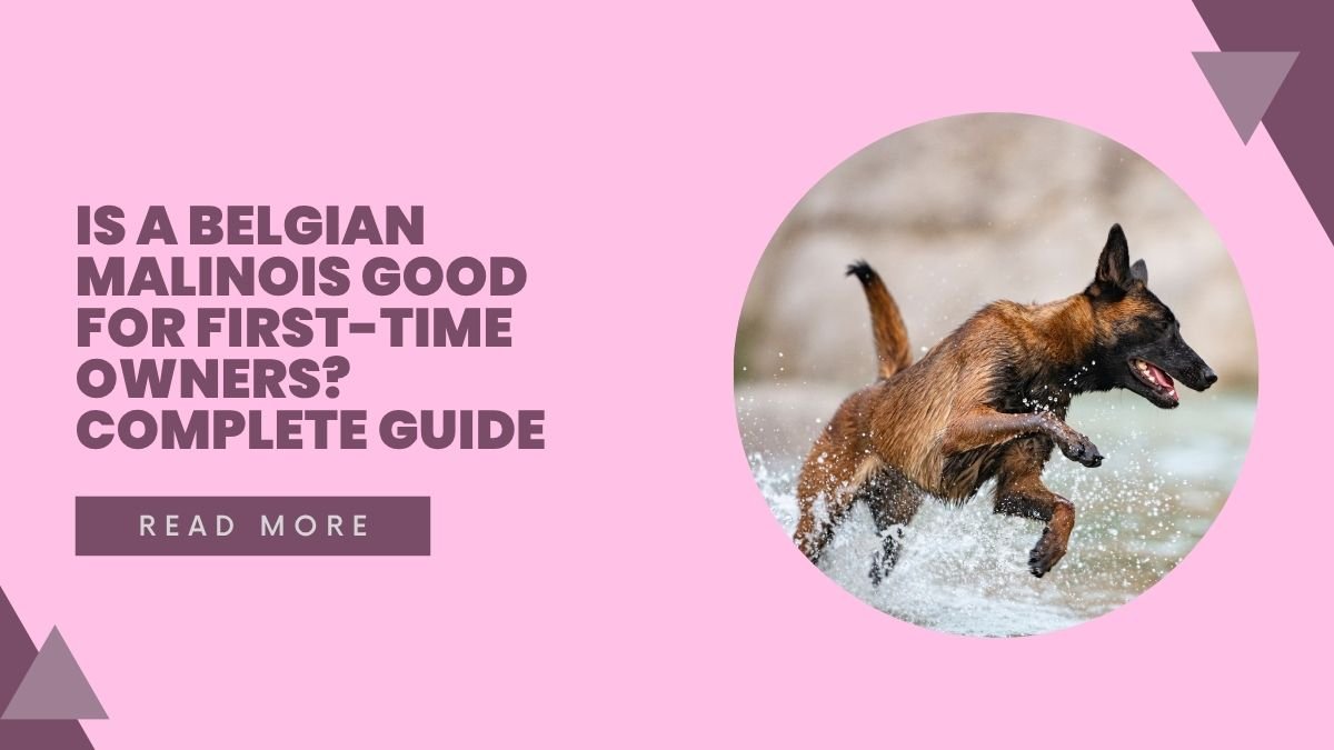 Is a Belgian Malinois Good for First-Time Owners? Complete Guide