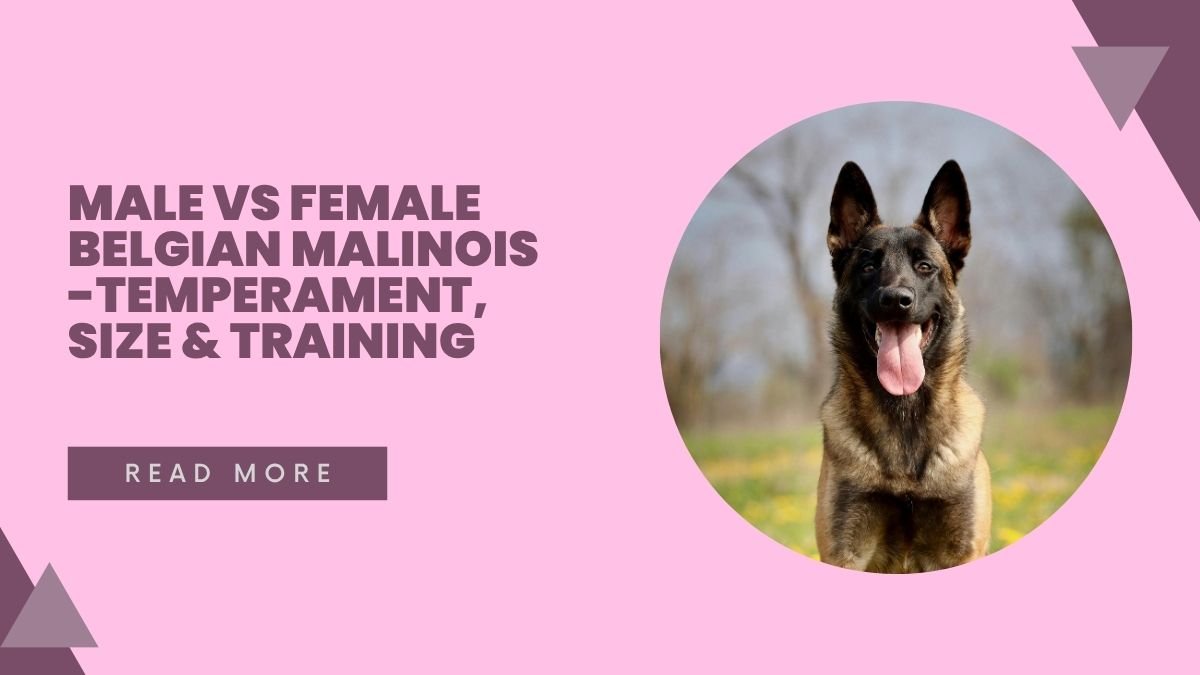 Male vs Female Belgian Malinois -Temperament, Size & Training