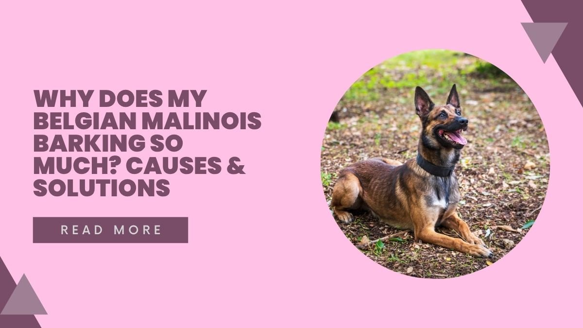 Why Does My Belgian Malinois Barking So Much
